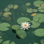 Historic pond loss and wetland ecosystems in Europe